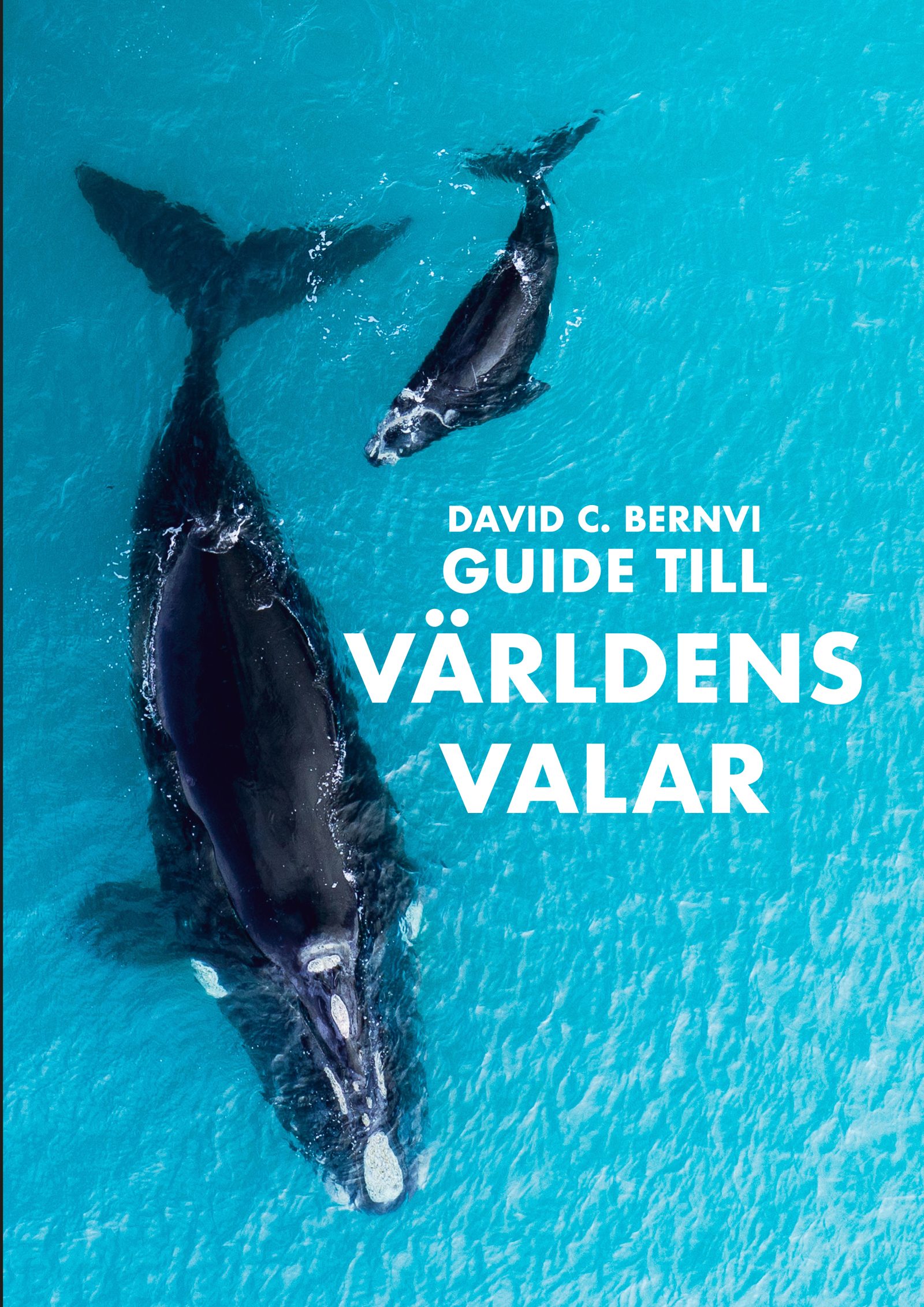 Guide till världens valar av David C. Bernvi förväntas komma ut under 2026.