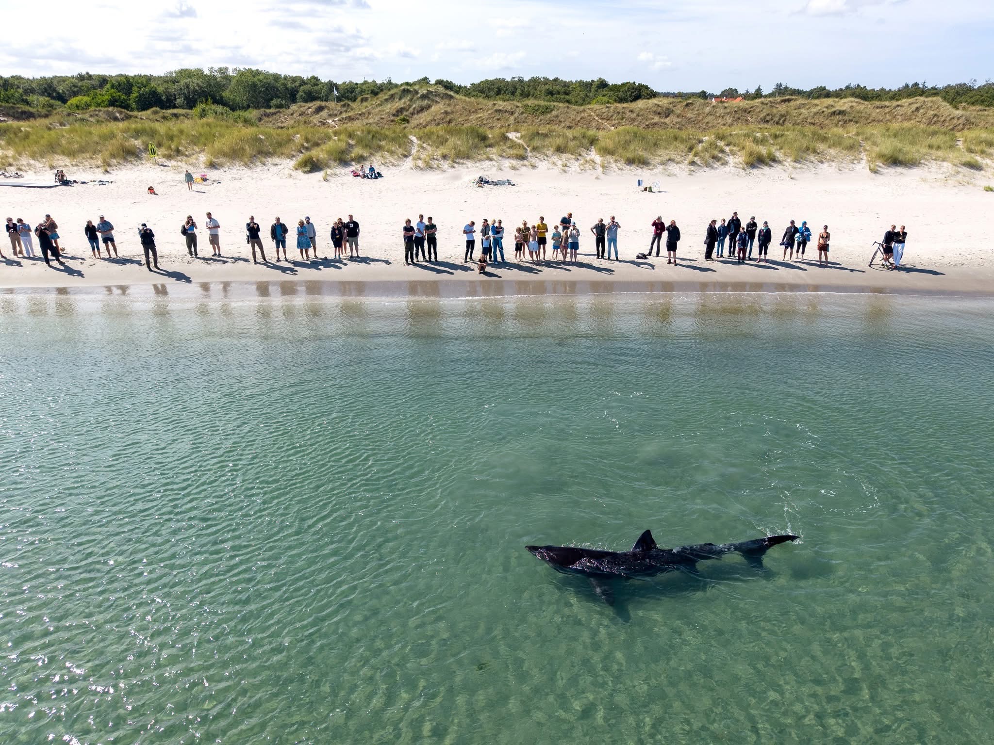 Brugd strandad i Danmark